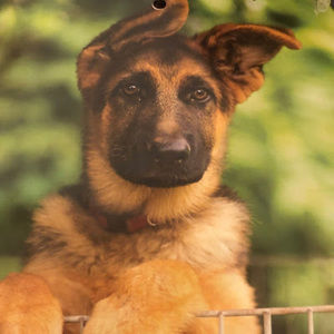 Meet your Posher, Diana sinclair